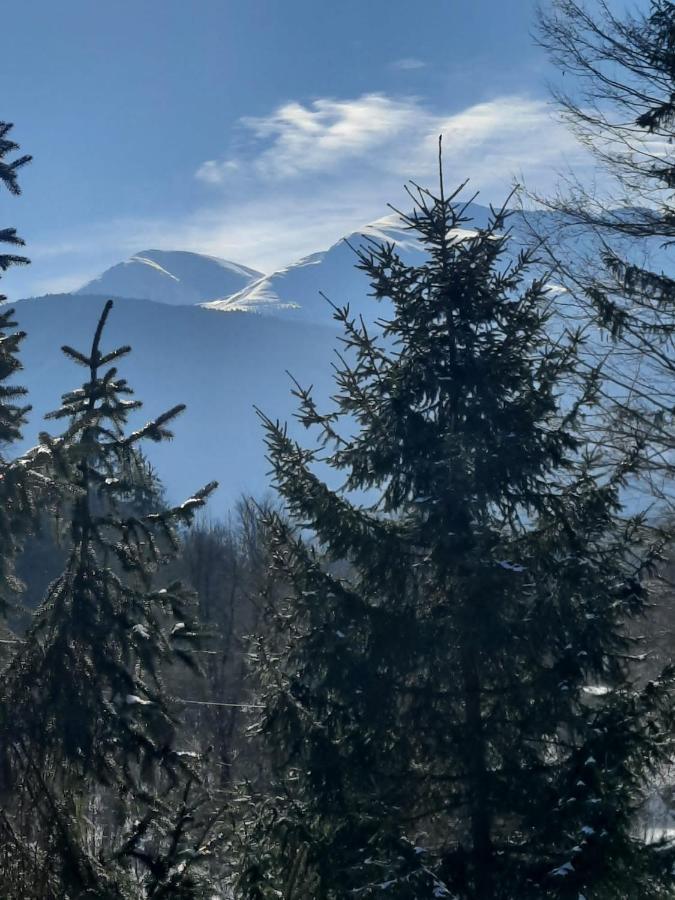 Pensiunea Vinatur Porumbacu de Sus Buitenkant foto
